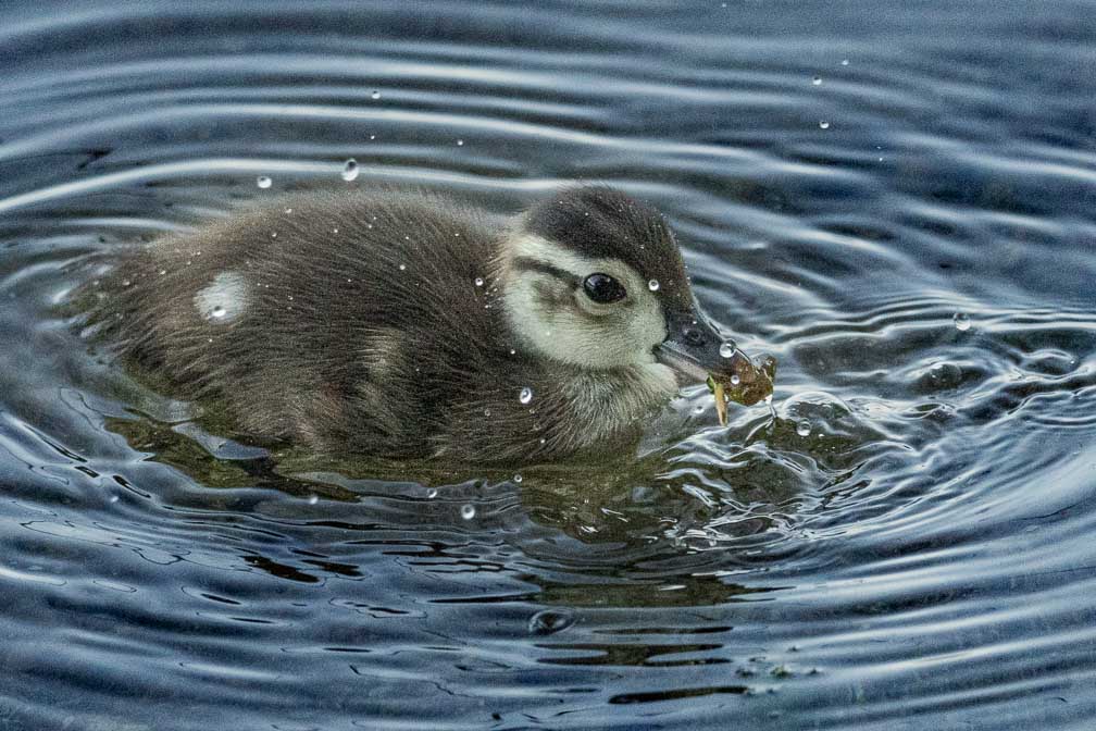 ILCE-1  --  FE 400-800mm F6.3-8 G OSS -- 1/1250 sec at f / 9.0 -- ISO 10000 -- 0 EV -- 