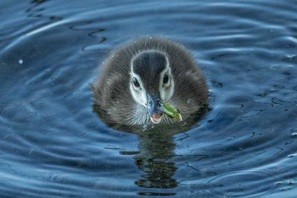 ILCE-1  --  FE 400-800mm F6.3-8 G OSS -- 1/1250 sec at f / 9.0 -- ISO 10000 -- 0 EV -- 