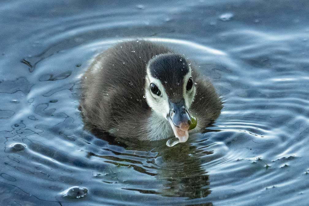 ILCE-1  --  FE 400-800mm F6.3-8 G OSS -- 1/1250 sec at f / 9.0 -- ISO 10000 -- 0 EV -- 