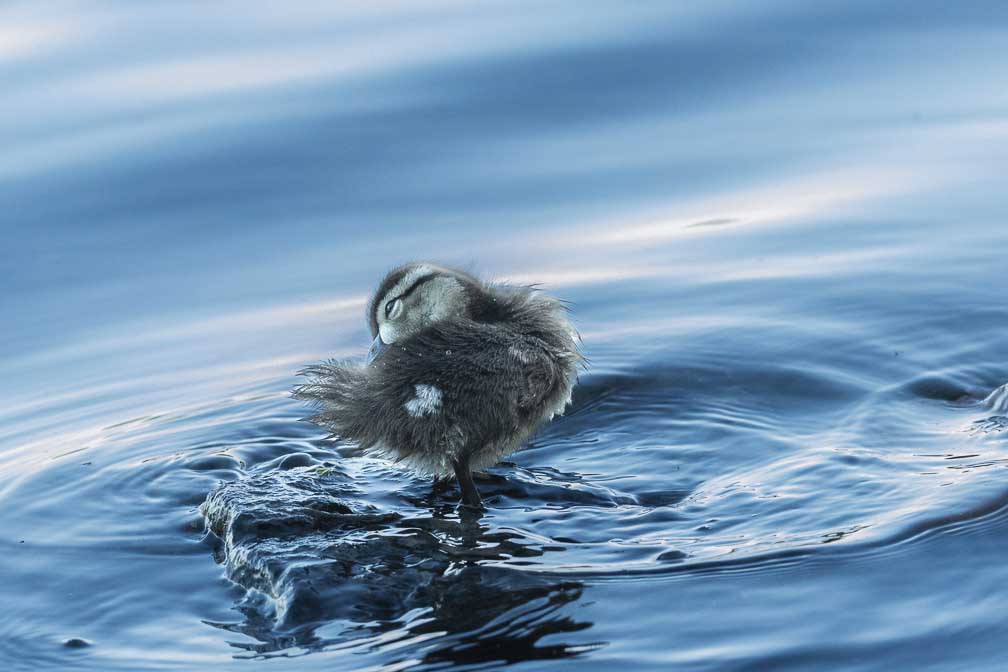 ILCE-1  --  FE 400-800mm F6.3-8 G OSS -- 1/640 sec at f / 9.0 -- ISO 10000 -- 0 EV -- 