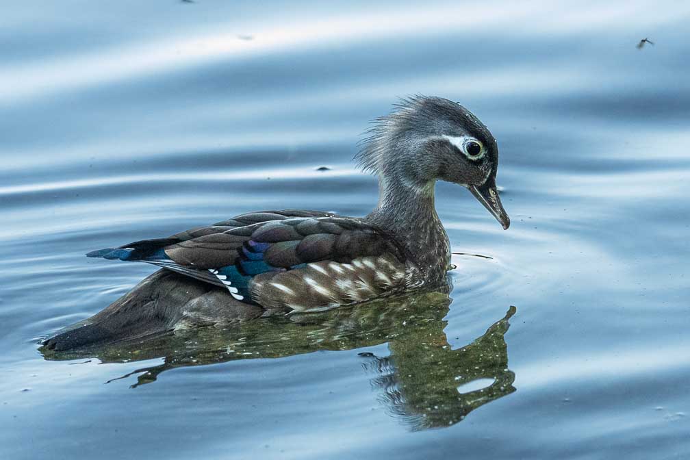 ILCE-1  --  FE 400-800mm F6.3-8 G OSS -- 1/640 sec at f / 9.0 -- ISO 10000 -- 0 EV -- 