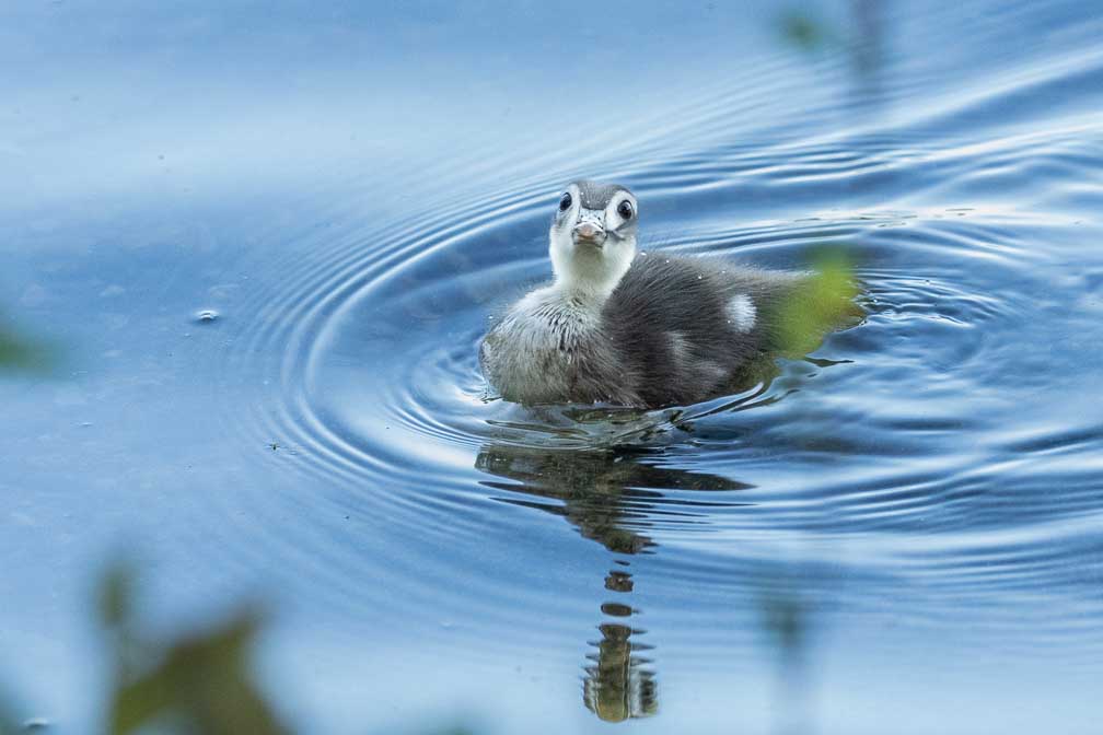 ILCE-1  --  FE 400-800mm F6.3-8 G OSS -- 1/640 sec at f / 9.0 -- ISO 10000 -- 0 EV -- 