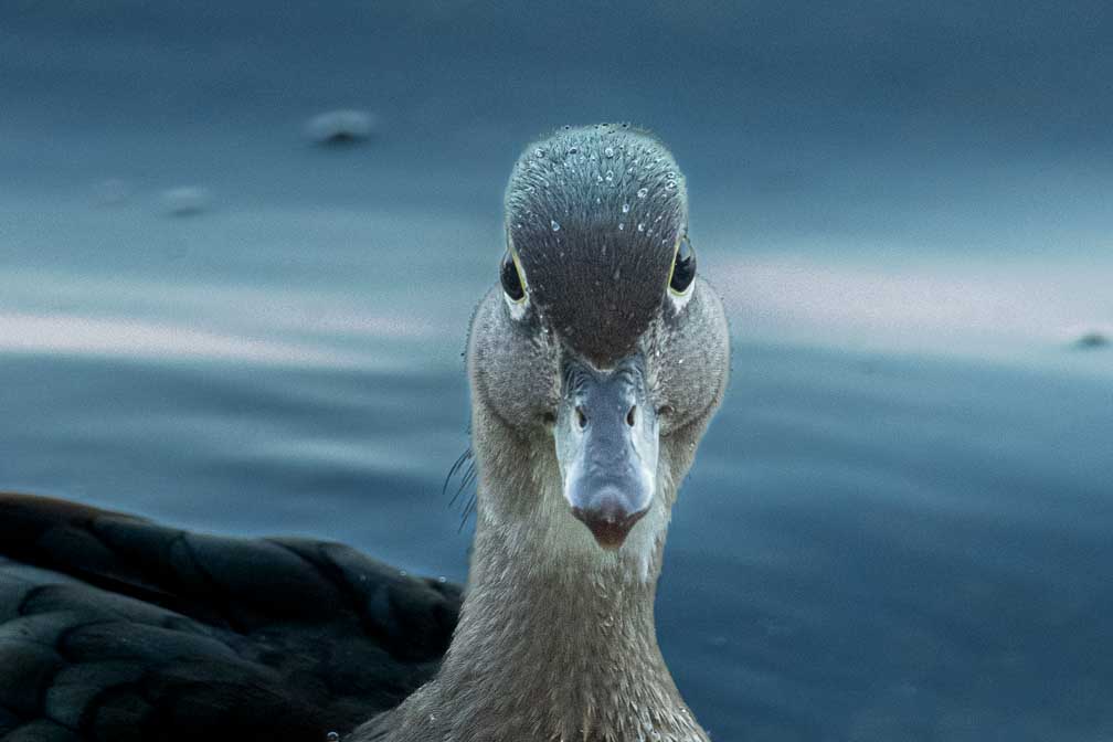 ILCE-1  --  FE 400-800mm F6.3-8 G OSS -- 1/800 sec at f / 9.0 -- ISO 10000 -- 0 EV -- 