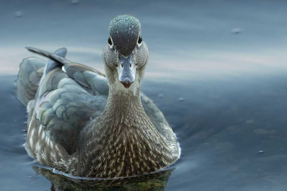 ILCE-1  --  FE 400-800mm F6.3-8 G OSS -- 1/800 sec at f / 9.0 -- ISO 10000 -- 0 EV -- 