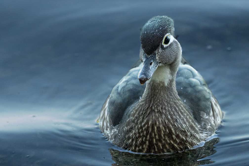 ILCE-1  --  FE 400-800mm F6.3-8 G OSS -- 1/800 sec at f / 9.0 -- ISO 10000 -- 0 EV -- 