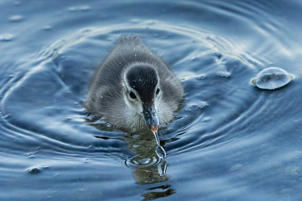 ILCE-1  --  FE 400-800mm F6.3-8 G OSS -- 1/1000 sec at f / 9.0 -- ISO 10000 -- 0 EV -- 