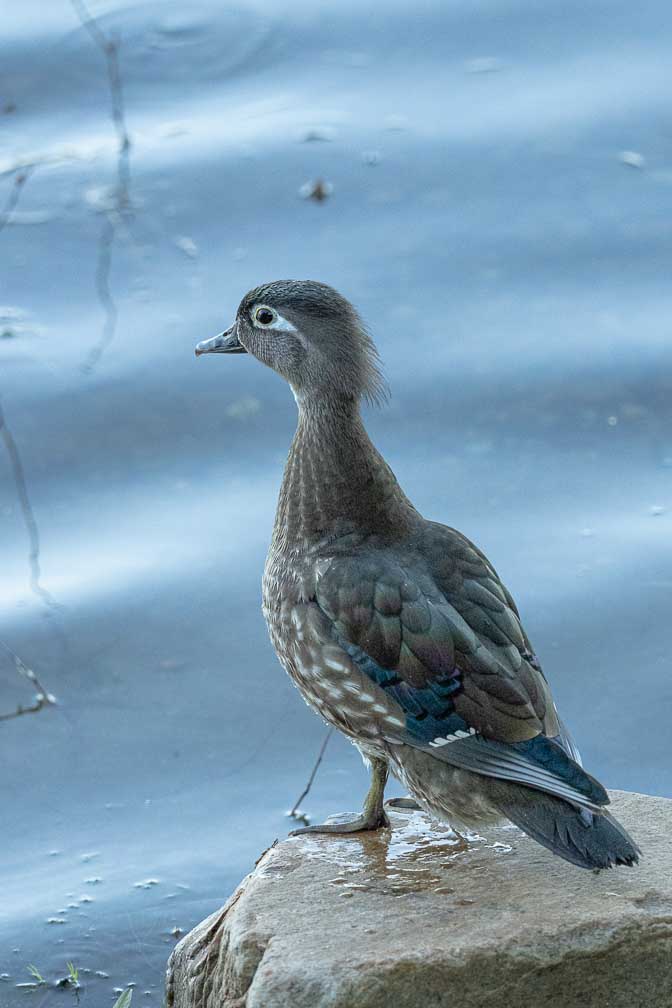 ILCE-1  --  FE 400-800mm F6.3-8 G OSS -- 1/800 sec at f / 9.0 -- ISO 10000 -- 0 EV -- 