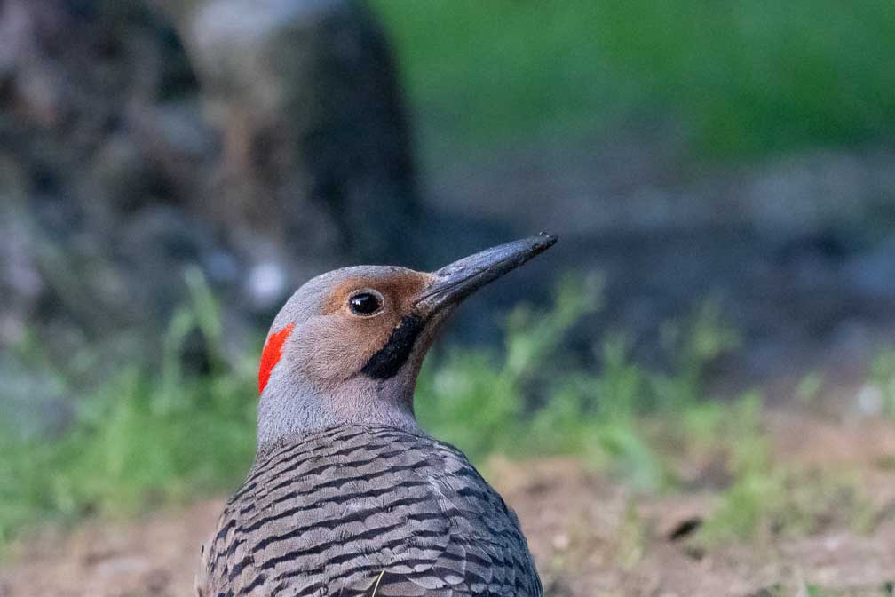 ILCE-1  --  FE 400-800mm F6.3-8 G OSS -- 1/320 sec at f / 9.0 -- ISO 10000 -- 0 EV -- 