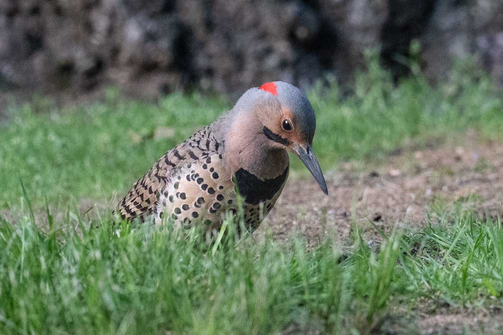 ILCE-1  --  FE 400-800mm F6.3-8 G OSS -- 1/320 sec at f / 9.0 -- ISO 10000 -- 0 EV -- 