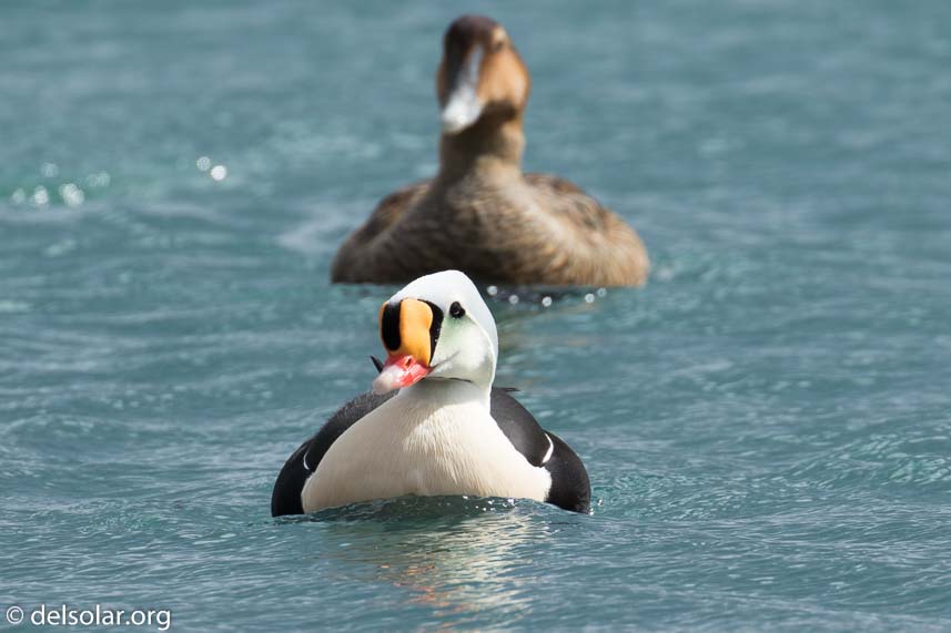 Canon EOS 7D Mark II  --  560 mm  --  EF100-400mm f/4.5-5.6L IS II USM +1.4x III  