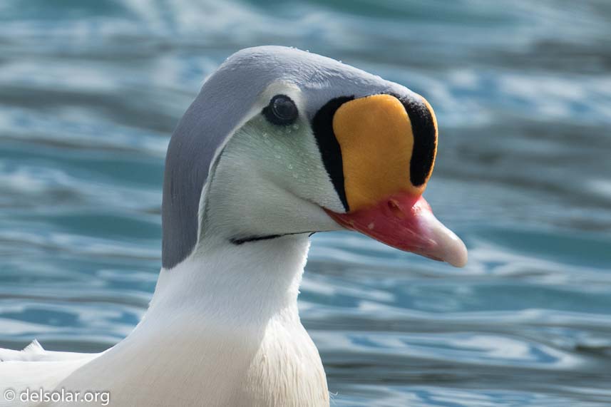 Canon EOS 7D Mark II  --  463 mm  --  EF100-400mm f/4.5-5.6L IS II USM +1.4x III  