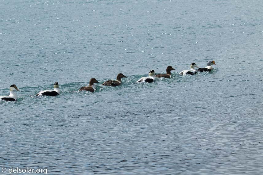 Canon EOS 7D Mark II  --  140 mm  --  EF100-400mm f/4.5-5.6L IS II USM +1.4x III  