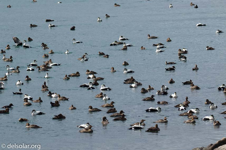 Canon EOS 7D Mark II  --  280 mm  --  EF100-400mm f/4.5-5.6L IS II USM +1.4x III  