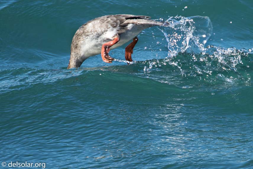 Canon EOS 7D Mark II  --  560 mm  --  EF100-400mm f/4.5-5.6L IS II USM +1.4x III  