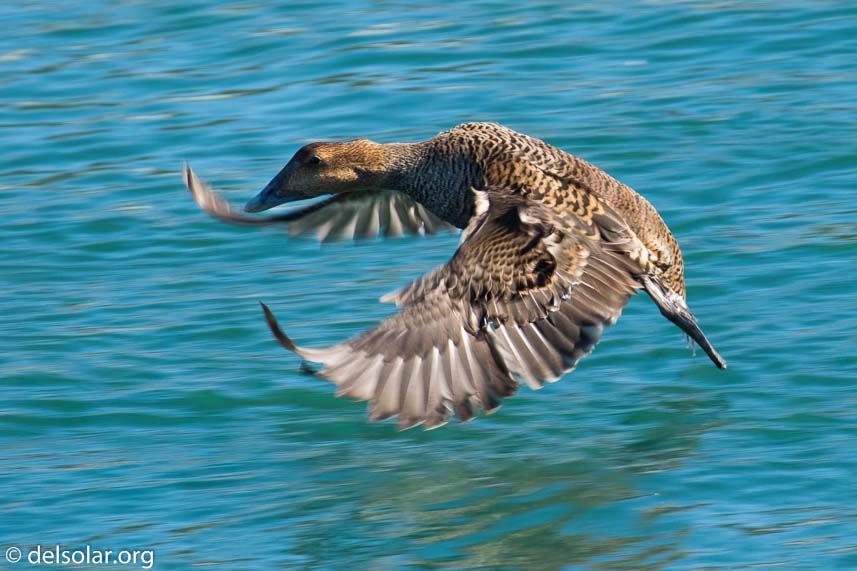 Canon EOS 7D Mark II  --  560 mm  --  EF100-400mm f/4.5-5.6L IS II USM +1.4x III  