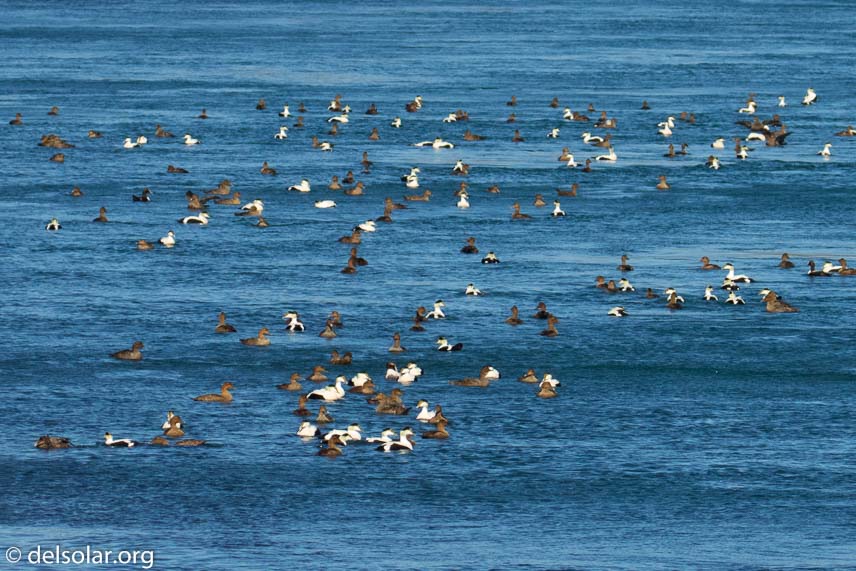 Canon EOS 7D Mark II  --  207 mm  --  EF100-400mm f/4.5-5.6L IS II USM +1.4x III  