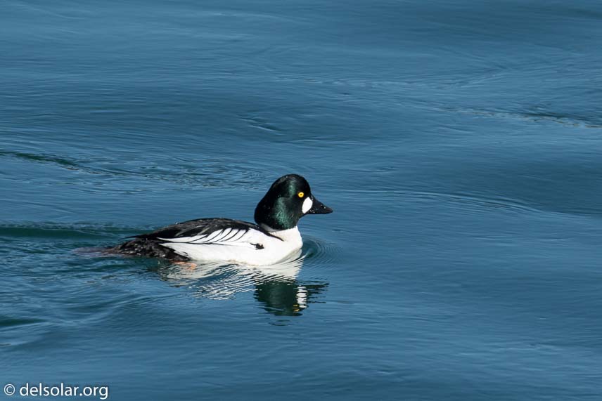 Canon EOS 7D Mark II  --  560 mm  --  EF100-400mm f/4.5-5.6L IS II USM +1.4x III  