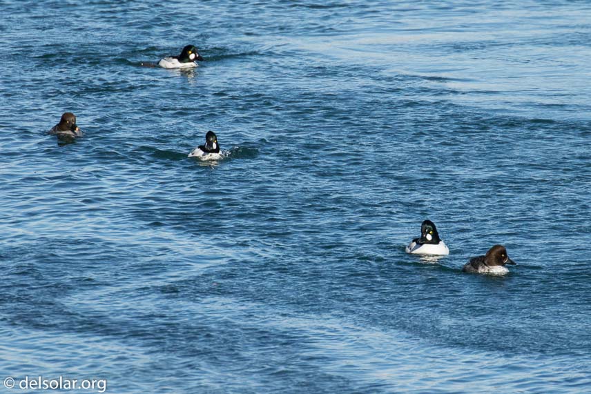 Canon EOS 7D Mark II  --  560 mm  --  EF100-400mm f/4.5-5.6L IS II USM +1.4x III  