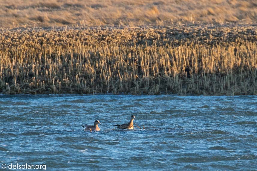 Canon EOS 7D Mark II  --  560 mm  --  EF100-400mm f/4.5-5.6L IS II USM +1.4x III  