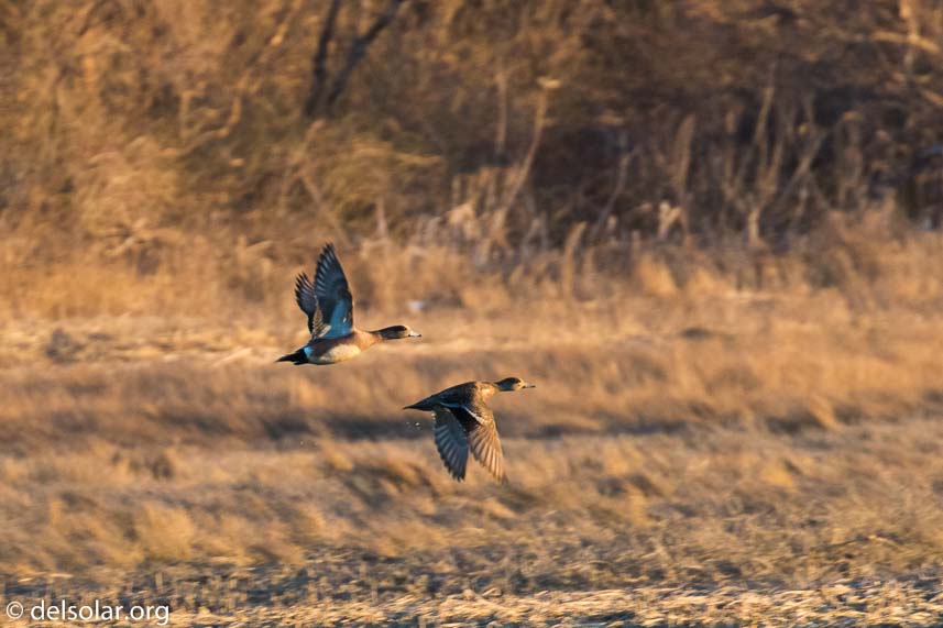 Canon EOS 7D Mark II  --  560 mm  --  EF100-400mm f/4.5-5.6L IS II USM +1.4x III  