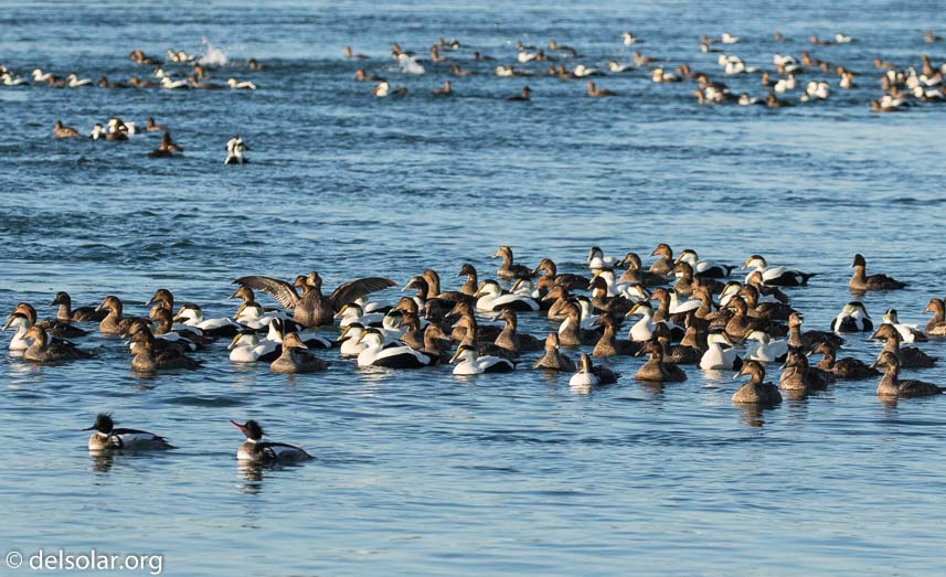 Canon EOS 7D Mark II  --  176 mm  --  EF100-400mm f/4.5-5.6L IS II USM  