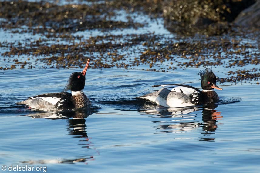 Canon EOS 7D Mark II  --  400 mm  --  EF100-400mm f/4.5-5.6L IS II USM  