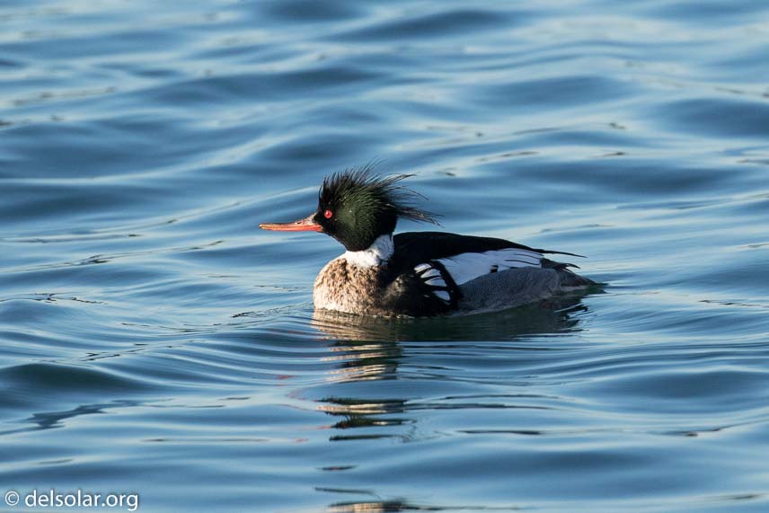 Canon EOS 7D Mark II  --  400 mm  --  EF100-400mm f/4.5-5.6L IS II USM  