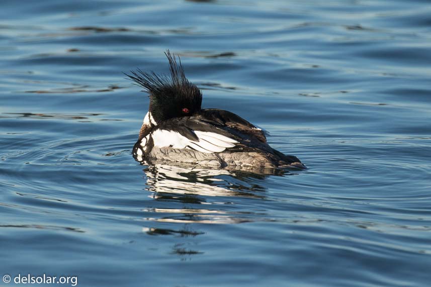 Canon EOS 7D Mark II  --  400 mm  --  EF100-400mm f/4.5-5.6L IS II USM  