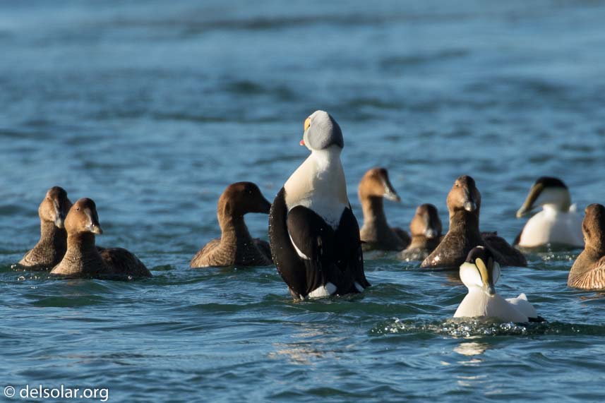 Canon EOS 7D Mark II  --  560 mm  --  EF100-400mm f/4.5-5.6L IS II USM +1.4x III  