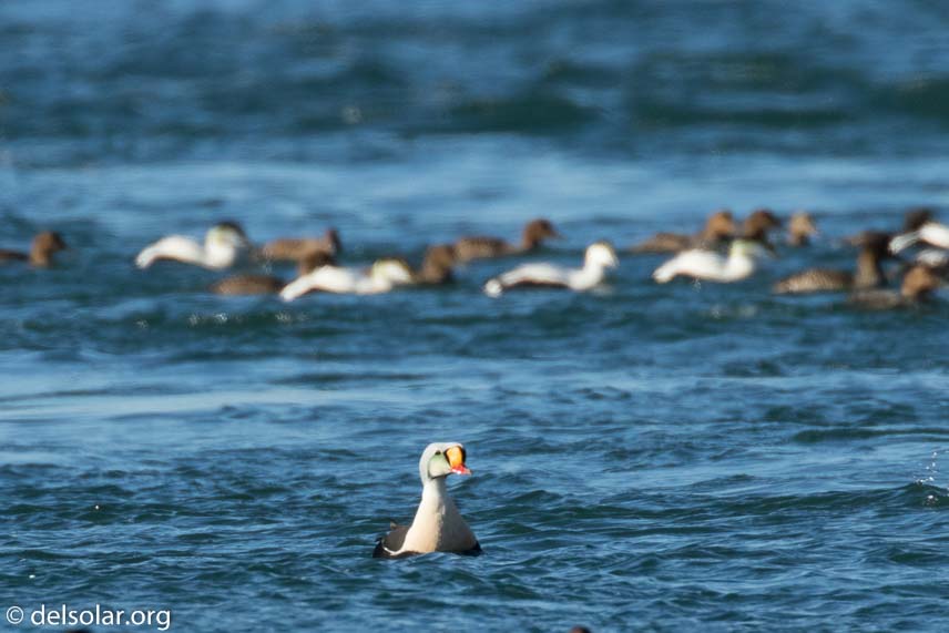 Canon EOS 7D Mark II  --  560 mm  --  EF100-400mm f/4.5-5.6L IS II USM +1.4x III  