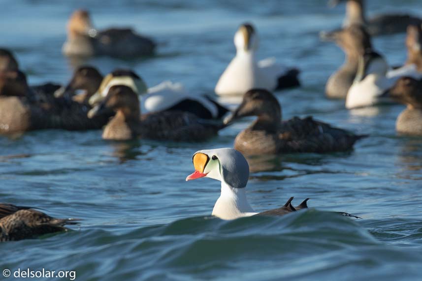 Canon EOS 7D Mark II  --  463 mm  --  EF100-400mm f/4.5-5.6L IS II USM +1.4x III  