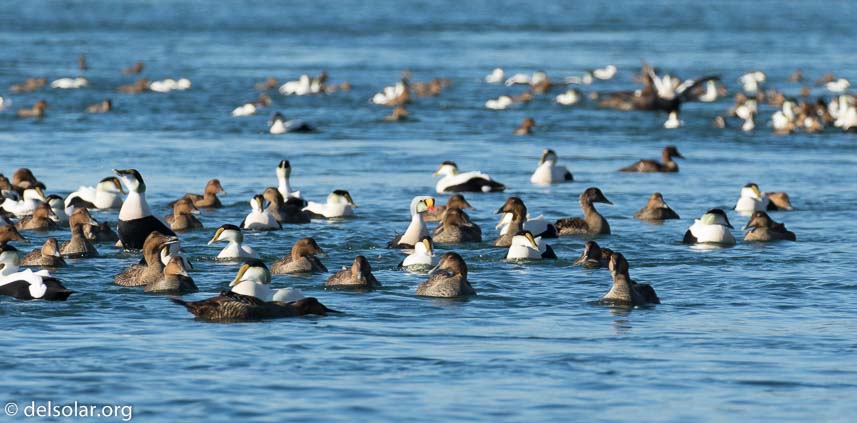 Canon EOS 7D Mark II  --  368 mm  --  EF100-400mm f/4.5-5.6L IS II USM +1.4x III  