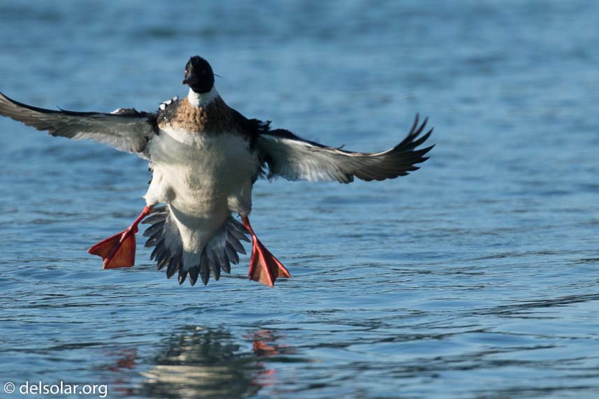 Canon EOS 7D Mark II  --  560 mm  --  EF100-400mm f/4.5-5.6L IS II USM +1.4x III  