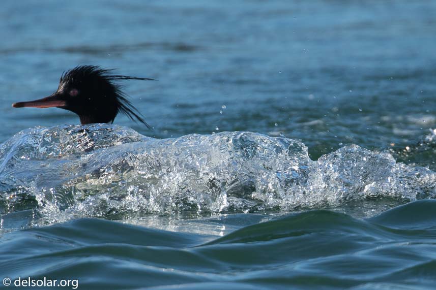 Canon EOS 7D Mark II  --  560 mm  --  EF100-400mm f/4.5-5.6L IS II USM +1.4x III  