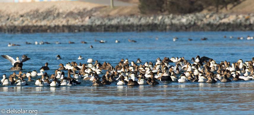 Canon EOS 7D Mark II  --  420 mm  --  EF100-400mm f/4.5-5.6L IS II USM +1.4x III  