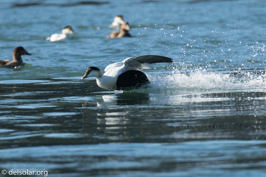 Canon EOS 7D Mark II  --  560 mm  --  EF100-400mm f/4.5-5.6L IS II USM +1.4x III  