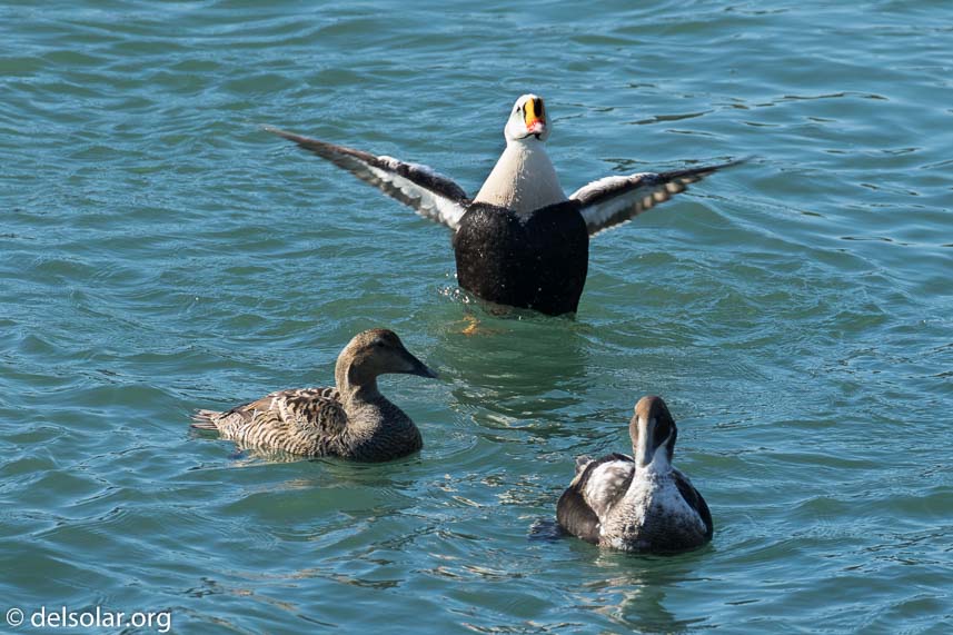 Canon EOS 7D Mark II  --  401 mm  --  EF100-400mm f/4.5-5.6L IS II USM +1.4x III  