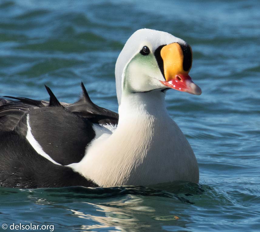 Canon EOS 7D Mark II  --  560 mm  --  EF100-400mm f/4.5-5.6L IS II USM +1.4x III  