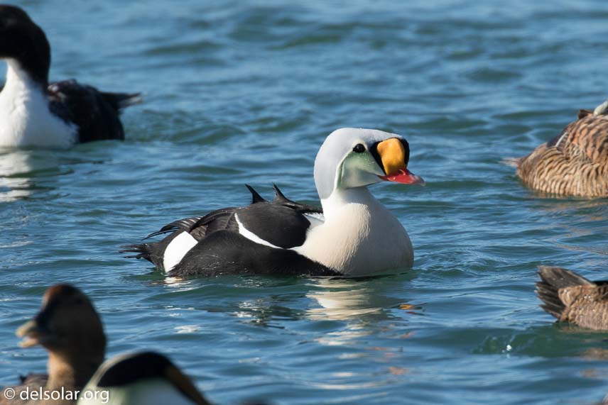 Canon EOS 7D Mark II  --  560 mm  --  EF100-400mm f/4.5-5.6L IS II USM +1.4x III  