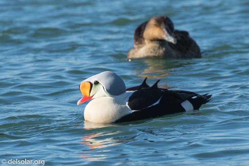 Canon EOS 7D Mark II  --  560 mm  --  EF100-400mm f/4.5-5.6L IS II USM +1.4x III  