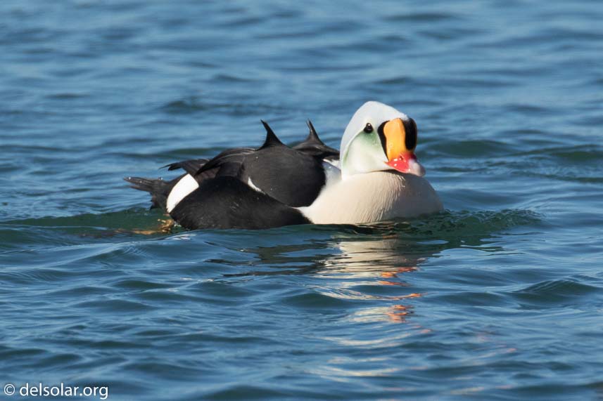 Canon EOS 7D Mark II  --  437 mm  --  EF100-400mm f/4.5-5.6L IS II USM +1.4x III  