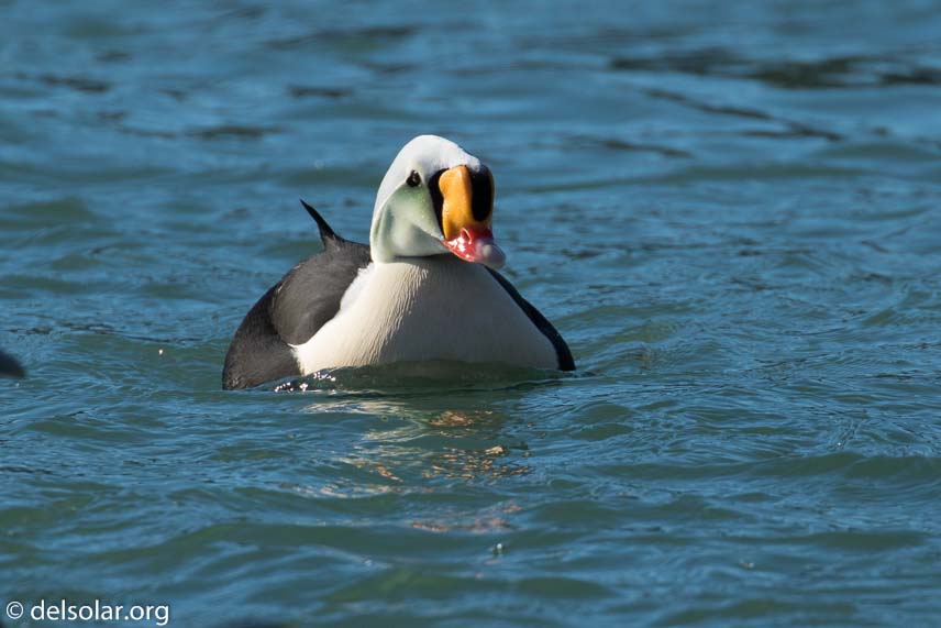 Canon EOS 7D Mark II  --  560 mm  --  EF100-400mm f/4.5-5.6L IS II USM +1.4x III  