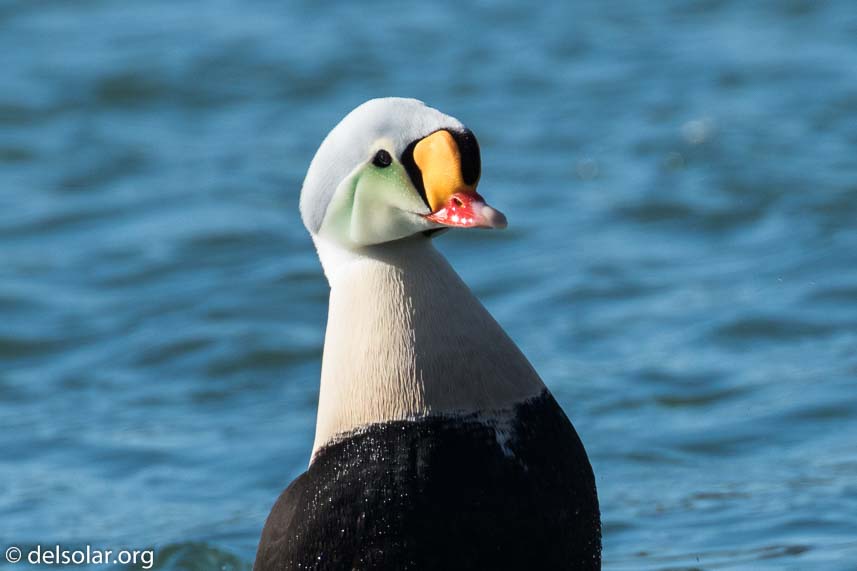 Canon EOS 7D Mark II  --  476 mm  --  EF100-400mm f/4.5-5.6L IS II USM +1.4x III  