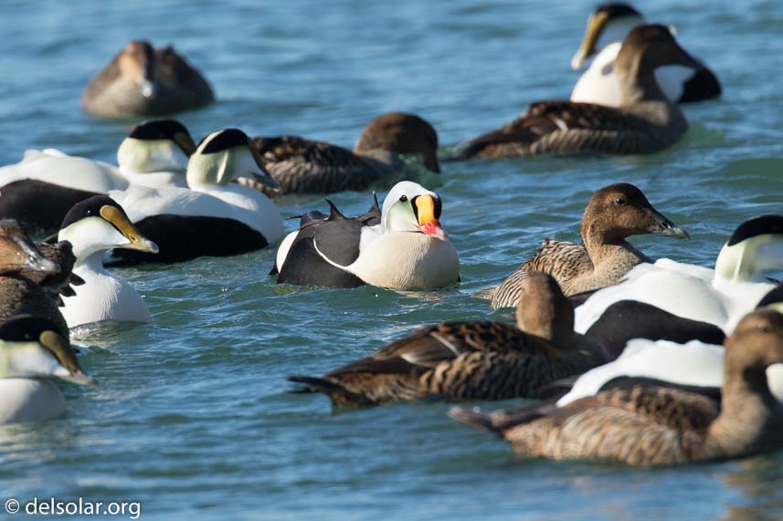 Canon EOS 7D Mark II  --  560 mm  --  EF100-400mm f/4.5-5.6L IS II USM +1.4x III  