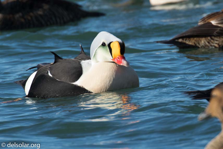 Canon EOS 7D Mark II  --  560 mm  --  EF100-400mm f/4.5-5.6L IS II USM +1.4x III  