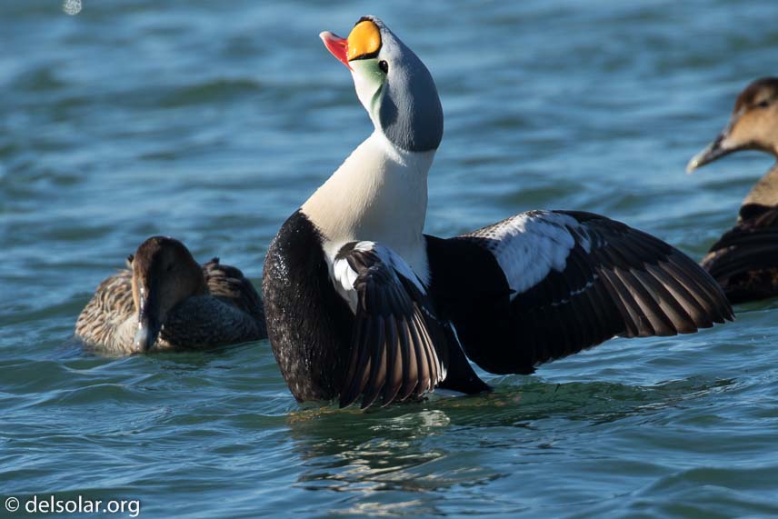 Canon EOS 7D Mark II  --  560 mm  --  EF100-400mm f/4.5-5.6L IS II USM +1.4x III  