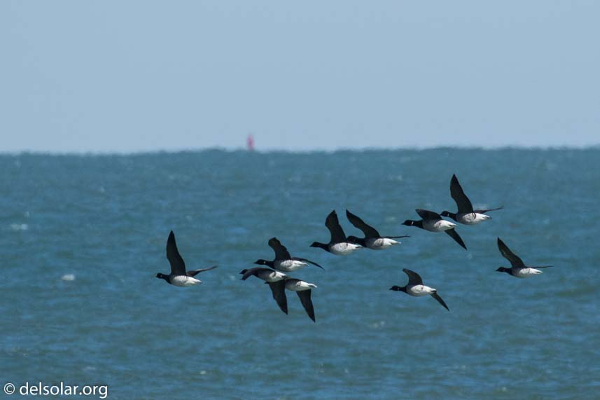 Canon EOS 7D Mark II  --  560 mm  --  EF100-400mm f/4.5-5.6L IS II USM +1.4x III  