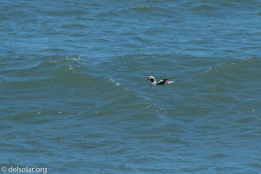 Canon EOS 7D Mark II  --  560 mm  --  EF100-400mm f/4.5-5.6L IS II USM +1.4x III  