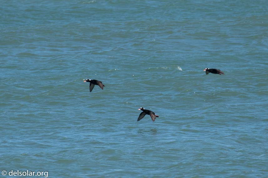 Canon EOS 7D Mark II  --  520 mm  --  EF100-400mm f/4.5-5.6L IS II USM +1.4x III  