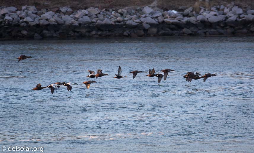 Canon EOS 5D Mark III  --  400 mm  --  EF100-400mm f/4.5-5.6L IS II USM  